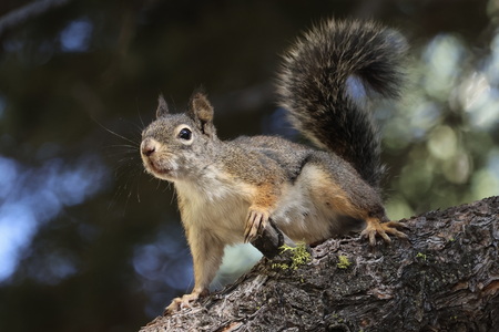 05 22 Markert Sybille Eichhörnchen