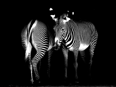 Bachmann Walter Zebra