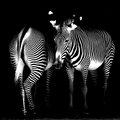 Bachmann Walter Zebra