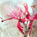 Dietrich Helga 001 Eisblume