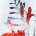 Dietrich Helga 002 Eisblume
