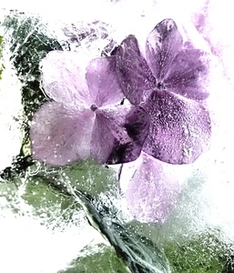 Dietrich Helga 003 Eisblume