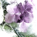 Dietrich Helga 003 Eisblume