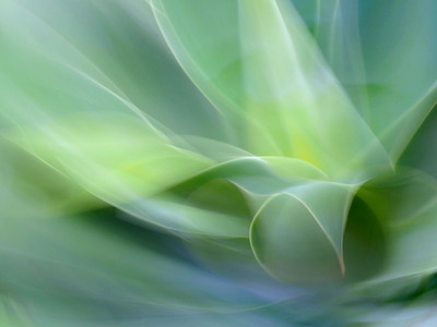 Wendl Christine Agave II