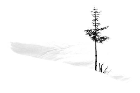 04 29 Mainka Jürgen Tanne im Schnee