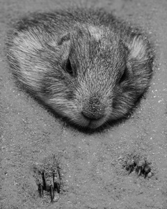 26 17 jonietz elmar prairie dog
